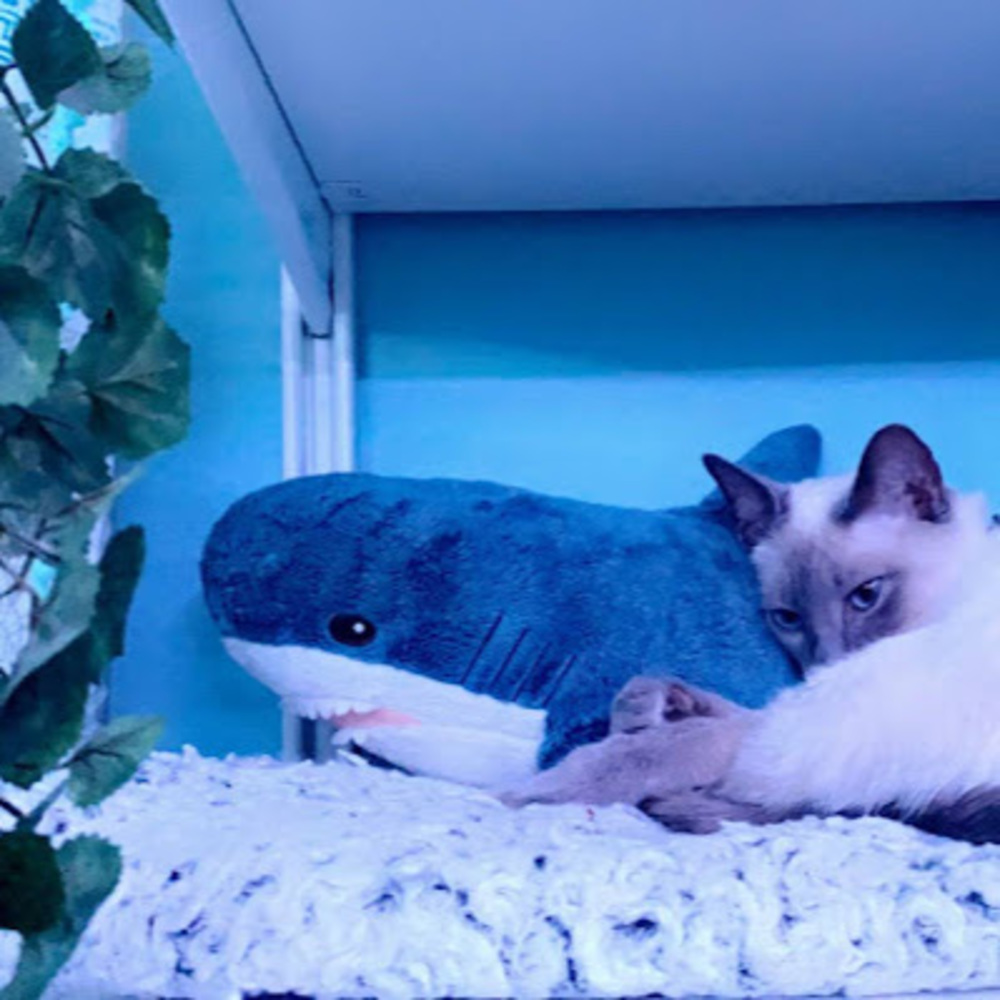 Meet your Posher, Alina